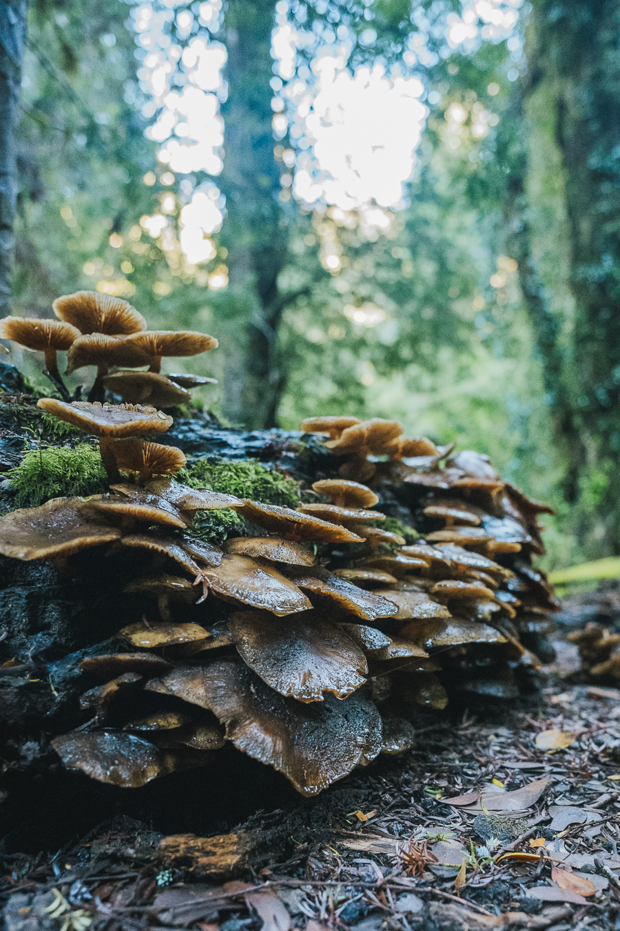 Hongos sobre tronco en bosque humedo